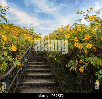 Schöne mexikanische Sonnenblume blühenden Tal in Meahongson, Thailand Stockfoto