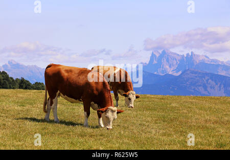 Rot-weiß alpin Kühe auf dem Rittner Horn Stockfoto