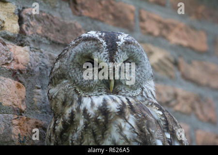 Porträt einer gesperrten Eule vor eine Mauer mit einem Augenzwinkern. Stockfoto