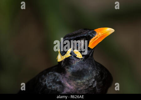 In der Nähe von bis Suchen Nias Hill Myna (Gracula robusta), ein intelligentes Gespräch Beo Vogel auf einem natürlichen Grün Braun Hintergrund verschwommen. Stockfoto