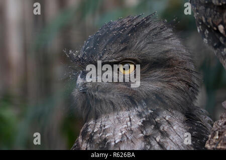 Nahaufnahme, Porträt einer Tawny Frogmouth, Profil zu einem verschwommenen Hintergrund. Stockfoto