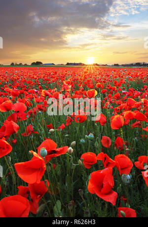 Landschaft mit schönen Sonnenuntergang über Mohnfeld Stockfoto