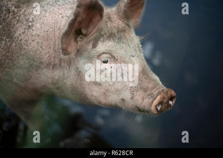 Verträumt Nahaufnahme portrait einer jungen Schweine, Ferkel, von einem hohen Winkel mit einem dunstigen Trübe verschwommenen Hintergrund. Stockfoto