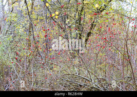 Hüften Bush mit reife Beeren. Beeren eines dogrose auf einem Busch. Früchte der wilden Rosen. Dornige dogrose. Rote Hagebutten. Stockfoto