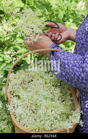 Sambucus nigra. Hecke elderflowers in eine trug Warenkorb im Sommer gesammelt, Großbritannien Stockfoto