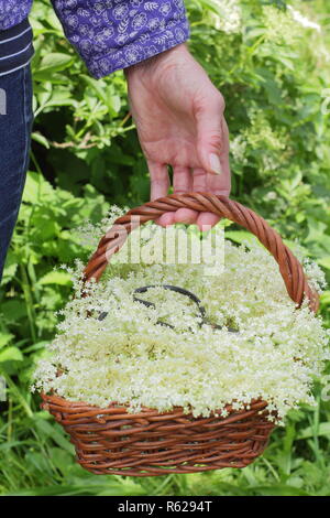 Sambucus nigra. Hecke elderflowers in eine trug Warenkorb im Sommer gesammelt, Großbritannien Stockfoto