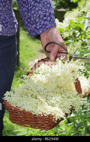 Sambucus nigra. Hecke elderflowers in eine trug Warenkorb im Sommer gesammelt, Großbritannien Stockfoto