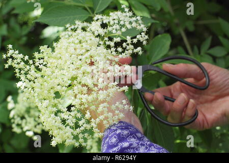 Sambucus nigra. Holunderblüten Ernte aus einer Hecke in der englischen Landschaft, Sommer, Großbritannien Stockfoto