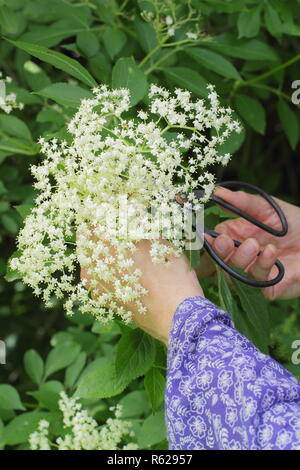 Sambucus nigra. Holunderblüten Ernte aus einer Hecke in der englischen Landschaft, Sommer, Großbritannien Stockfoto