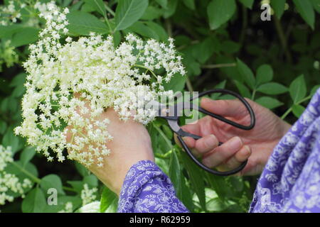 Sambucus nigra. Holunderblüten Ernte aus einer Hecke in der englischen Landschaft, Sommer, Großbritannien Stockfoto