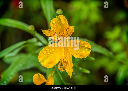 Gelbe Iris im Nationalpark Puyehue im chilenischen Patagonien Stockfoto