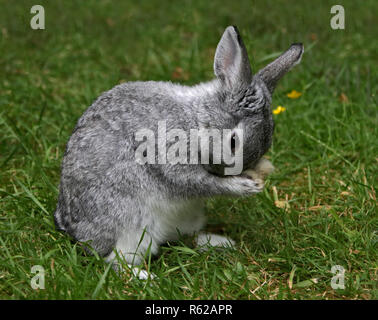 Netherland Dwarf Rabbit Doe Kit Chinchilla Farbe - 13 Wochen Stockfoto