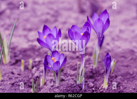 Violet toning. Bright purple hue. Blooming crocuses. The first spring flowers. Stockfoto