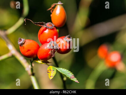Eine Makroaufnahme einiger Wild Rose Hagebutten. Stockfoto