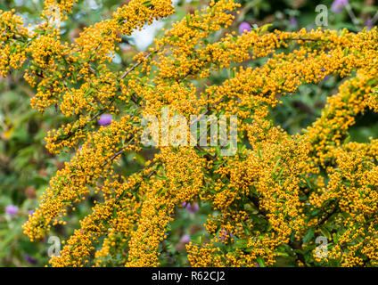 Ein Schuss von einer Masse von gelben Beeren wachsen auf einem holzbär Bush. Stockfoto