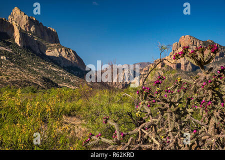 Buckhorn cholla Cactus in der Blüte, Cathedral Rock auf der Linken, Cave Creek Canyon im Abstand, der Chiricahua Mountains, in der Nähe von Portals, Arizona, USA Stockfoto