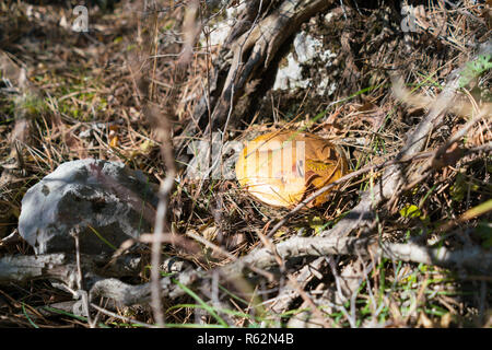 Ein Pilz xerocomus auf einem Natur Hintergrund Stockfoto