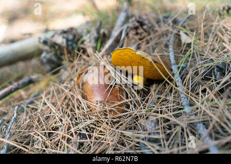Ein Pilz xerocomus auf einem Natur Hintergrund Stockfoto