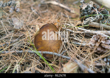 Ein Pilz xerocomus auf einem Natur Hintergrund Stockfoto