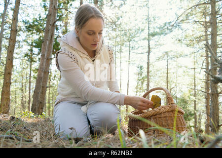 Pilze, Frau Sammeln von Pilzen im Wald Stockfoto