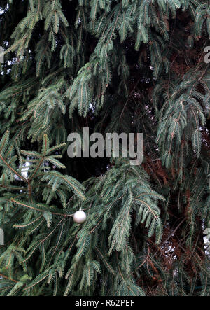 Ein Blick auf den Weihnachtsbaum in Faversham, Kent, als Freiwillige haben beschlossen, nur die Spitze des Baumes in ein Angebot der Baum durch anti-soziales Verhalten beschädigt werden zu stoppen. Stockfoto