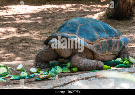 Riesige Landschildkröte Reptile essen Gemüse Stockfoto