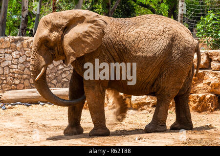 Eilat, Israel - 18. Mai 2012: Afrikanische Elefant in Safari, Ramat Gan, Israel Stockfoto
