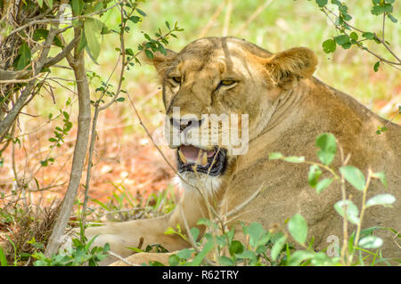 Löwin Kopf unter einem Baum Stockfoto