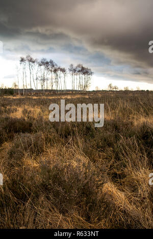 UK Wetter: Cannock Chase, 3. Dezember 2018. Dramatische ende der Tag mit Ominösen suche Wolken kommen in über der Staffordshire Stadt Cannock. Credit: Daniel James Armishaw/Alamy leben Nachrichten Stockfoto