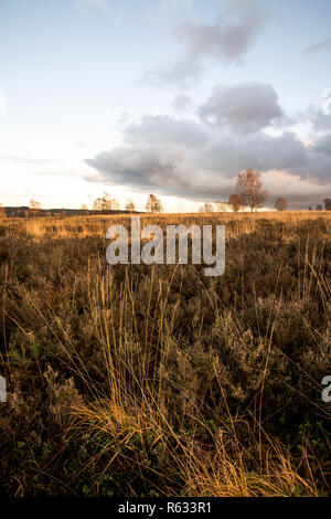 UK Wetter: Cannock Chase, 3. Dezember 2018. Dramatische ende der Tag mit Ominösen suche Wolken kommen in über der Staffordshire Stadt Cannock. Credit: Daniel James Armishaw/Alamy leben Nachrichten Stockfoto