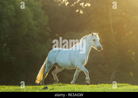 Weißes Pferd im Trab auf der Wiese, am Morgen. Irland. Stockfoto