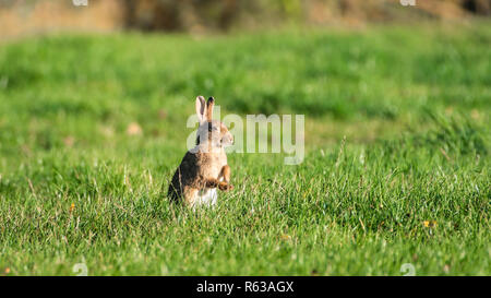 Wilde Kaninchen (Oryctolagus cuniculus) auf seinen Hinterbeinen in einer Wiese, Baden in den Sonnenaufgang, Aufwärmphase mit der Hitze der Sonne Stockfoto