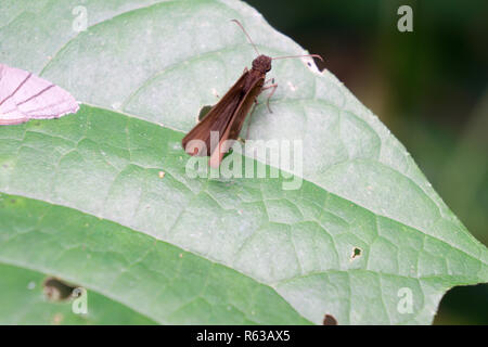 Rundreise thailand Juli 2017 - Mae Rim Chiang Mai-Sai Nam Phung Orchid Stockfoto