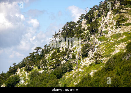 So genannte Garten der Götter im Nationalpark Pollino, wo die bosnischen Kiefer, oder Pinus Leucodermis leben, Basilicata, Italien Stockfoto