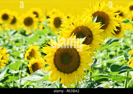 Riesige sunflower Farm Stockfoto