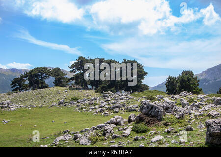 So genannte Garten der Götter im Nationalpark Pollino, wo die bosnischen Kiefer, oder Pinus Leucodermis leben, Basilicata, Italien Stockfoto