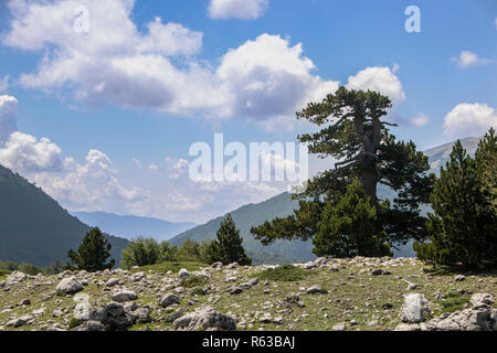 So genannte Garten der Götter im Nationalpark Pollino, wo die bosnischen Kiefer, oder Pinus Leucodermis leben, Basilicata, Italien Stockfoto