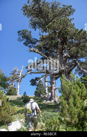 So genannte Garten der Götter im Nationalpark Pollino, wo die bosnischen Kiefer, oder Pinus Leucodermis leben, Basilicata, Italien Stockfoto
