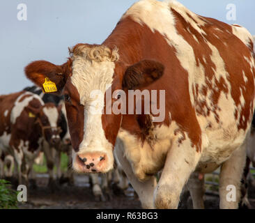 Rote und weiße Kuh in einer Herde der anderen Kühe zu Fuß in Richtung der Kamera. Stockfoto