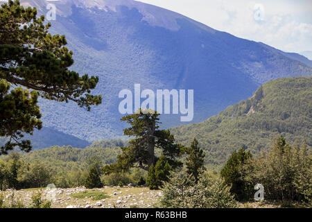 So genannte Garten der Götter im Nationalpark Pollino, wo die bosnischen Kiefer, oder Pinus Leucodermis leben, Basilicata, Italien Stockfoto