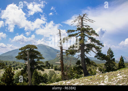 So genannte Garten der Götter im Nationalpark Pollino, wo die bosnischen Kiefer, oder Pinus Leucodermis leben, Basilicata, Italien Stockfoto