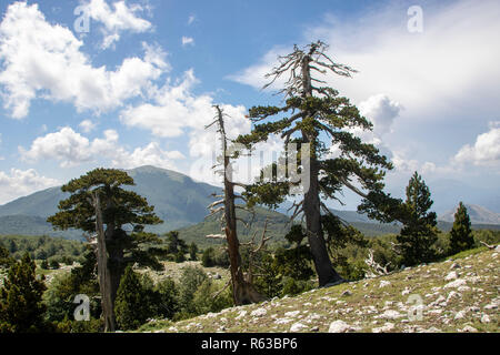 So genannte Garten der Götter im Nationalpark Pollino, wo die bosnischen Kiefer, oder Pinus Leucodermis leben, Basilicata, Italien Stockfoto