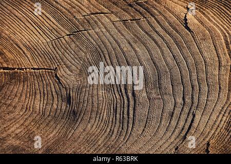 Baum-Stamm-Textur Stockfoto