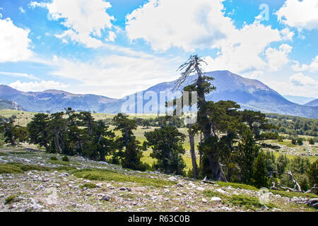 So genannte Garten der Götter im Nationalpark Pollino, wo die bosnischen Kiefer, oder Pinus Leucodermis leben, Basilicata, Italien Stockfoto