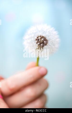 Luft schön Löwenzahn in der Hand des Mädchens. Stockfoto