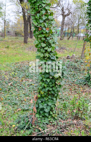 Efeu wächst auf den Stamm eines Baumes. Die Anlage ist ein Parasit. Efeu giftig, Efeu gewöhnliche. Stockfoto