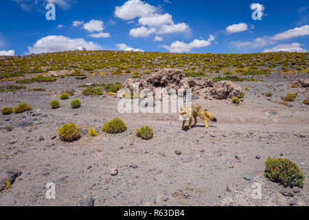 Red Fox im Altiplano Wüste, sud Lipez reserva, Bolivien Stockfoto