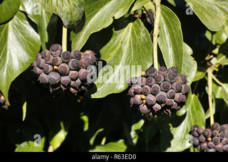 Blätter und Beeren der Anlage der hedera hibernica Stockfoto