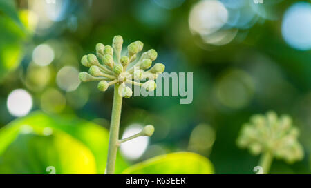 Ein Makro geschossen von einige Blütenknospen entwickeln auf einem gemeinsamen Efeu Pflanze. Stockfoto