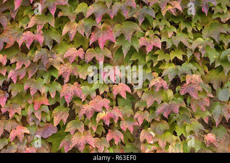 Blätter von Boston Efeu Anbringen an der Wand im Herbst Stockfoto